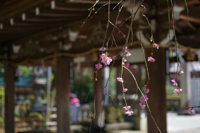 ペンタックス HD PENTAX-DA 35mmF2.8 Macro Limited ／ 京都 長岡